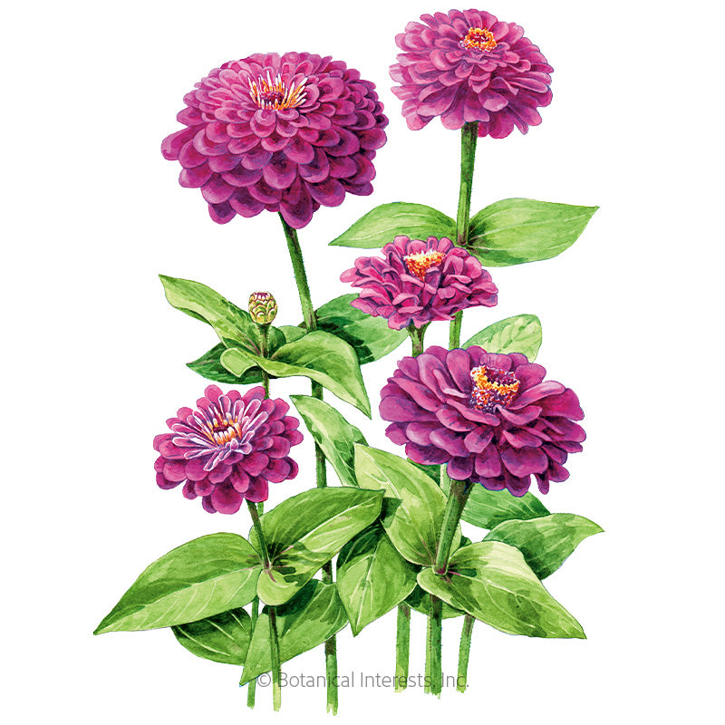 Zinnia Giant Purple Organic Seeds