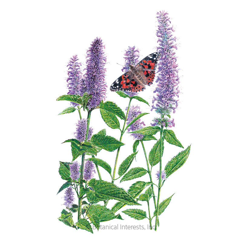 Hyssop Anise Seeds