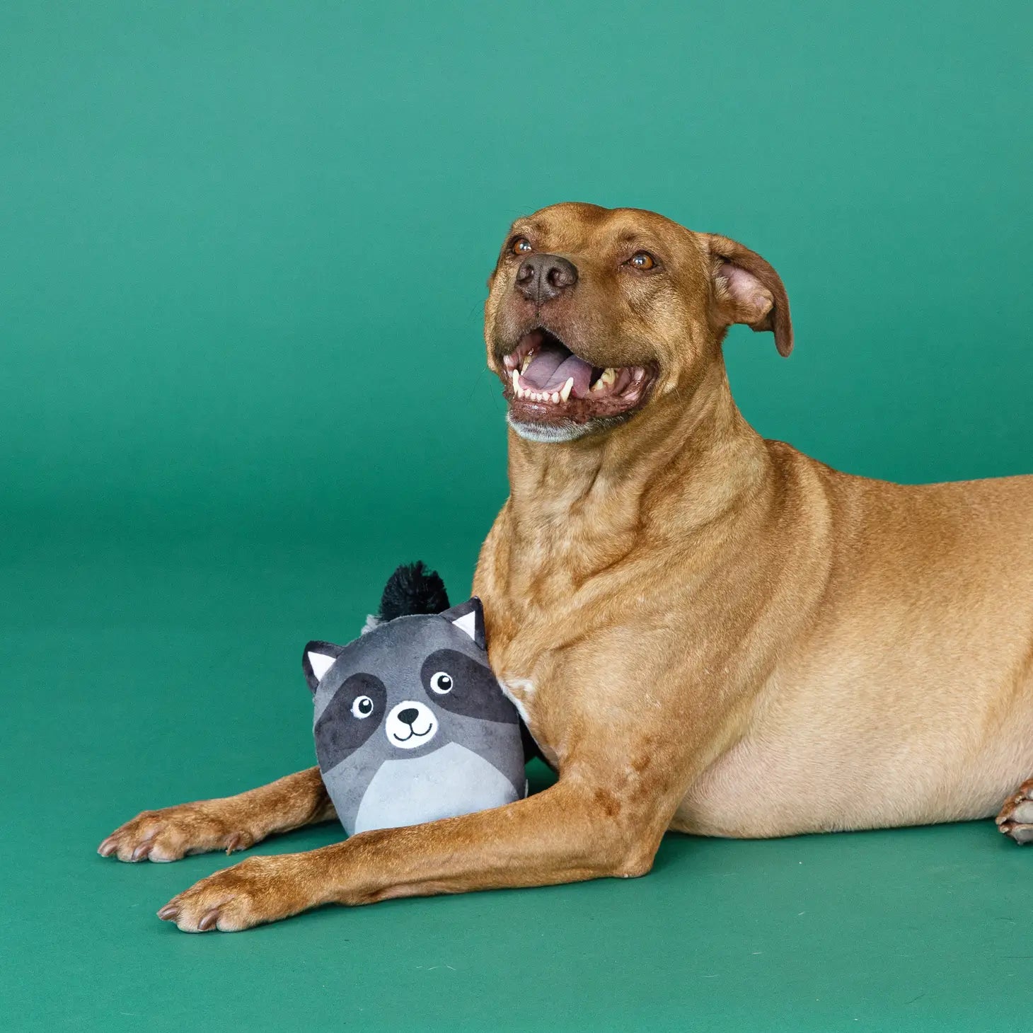 Rocky Raccoon Plush Dog Toy