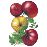 Tomato Pole Cherokee Purple Organic Seeds