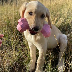 Modern Pet - Busy Body Bone Dog Toy