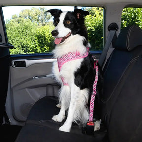 Car Restraint With Seat Belt