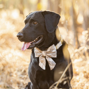 Dog Collar Andover Plaid Greys