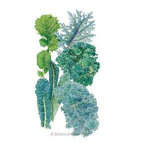 Kale Premier Blend Seeds