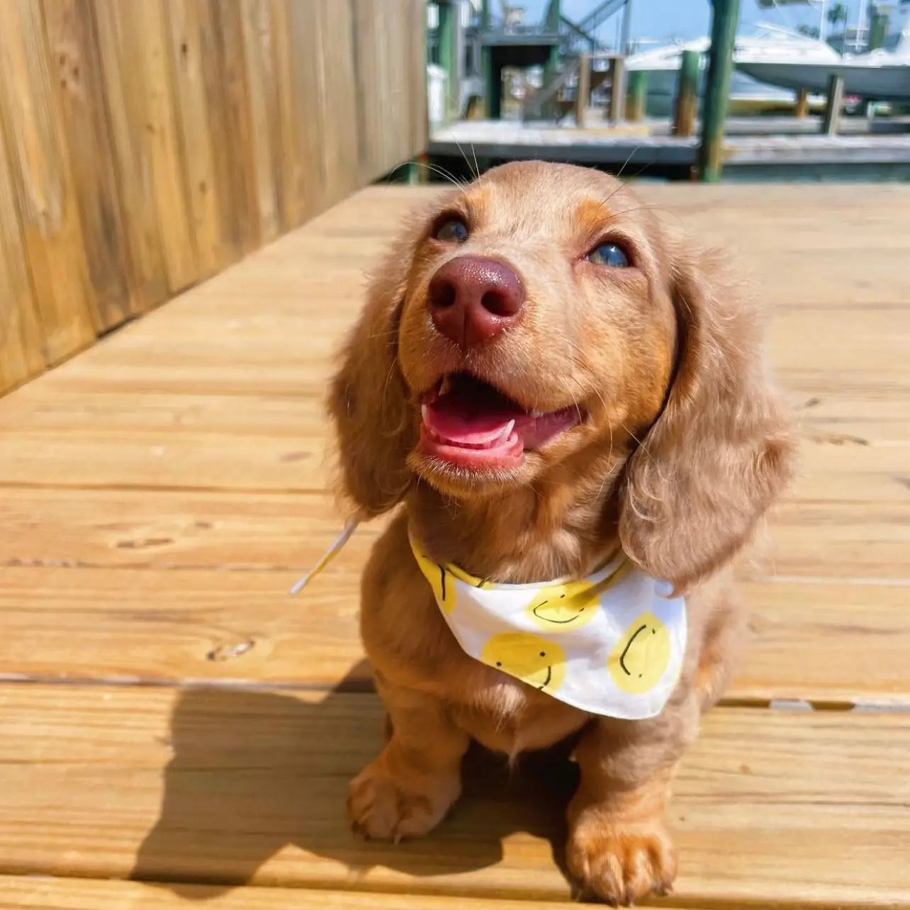 The Paws - Bandana Smilie Face Elsie