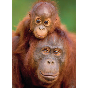 Puzzle Orangutan & Baby