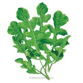 Arugula Rocket Organic Seeds