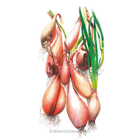 Onion Shallot Zebrune (LD) Seeds