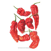 Pepper Chile Ghost Bhut Seeds