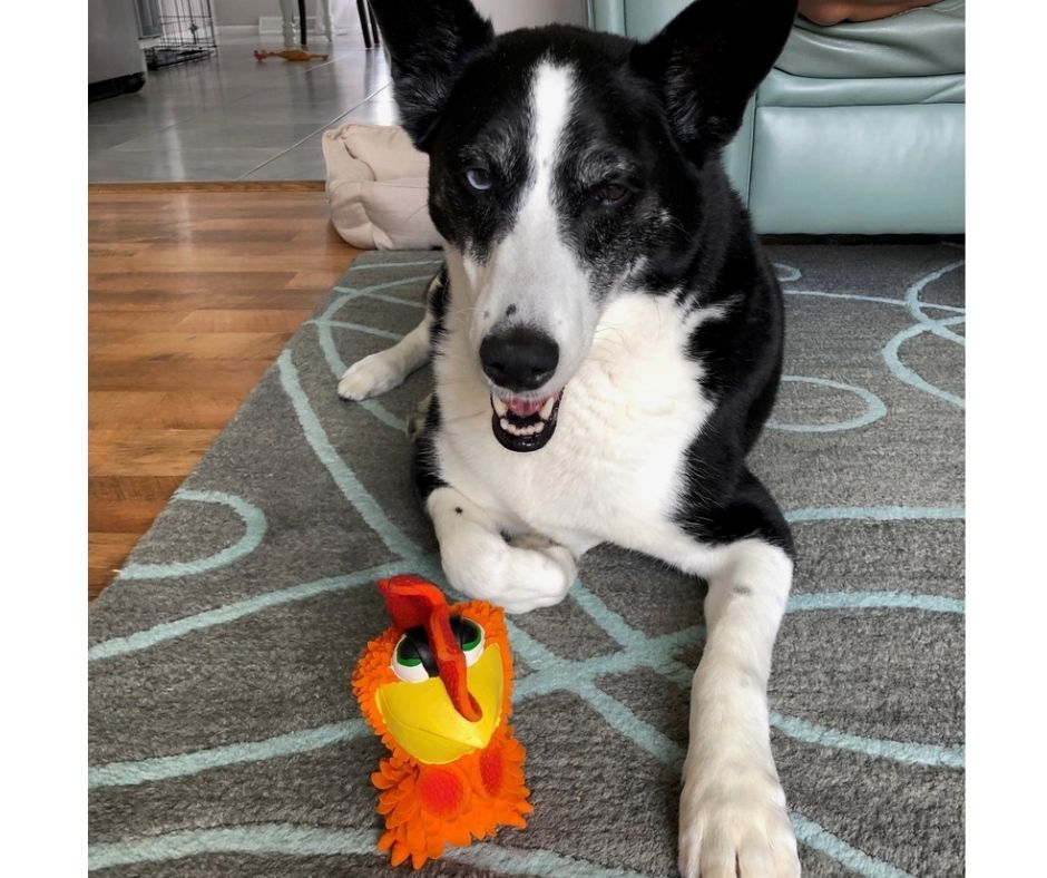Lanco - Sensory Squeaky Rooster. Dog Toy.-Southern Agriculture