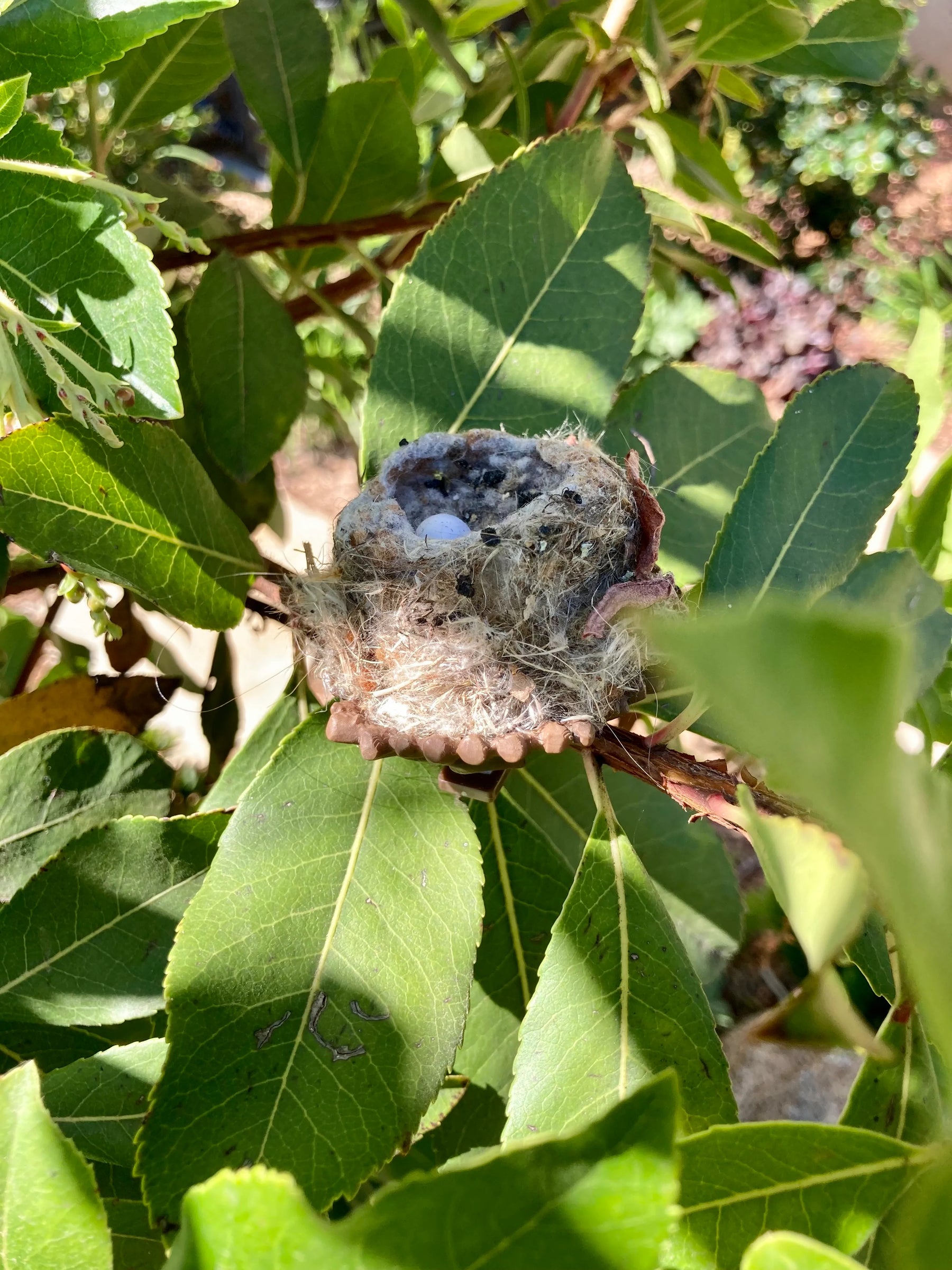 Hummingbird Nesting Pods 2Pk w/Clips