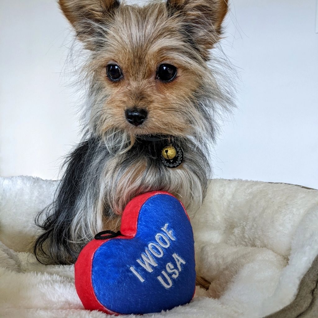 Huxley & Kent - Lulubelles Patriotic Power Plush Dog Toy - Paws & Stripes Heart