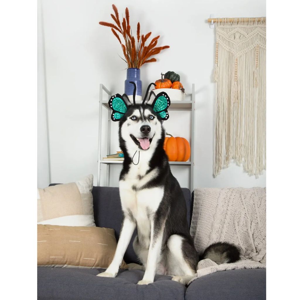 Midlee - Butterfly Headband Halloween Costume for Dog