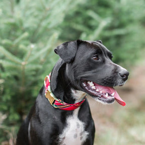 Red Tartan Holiday Dog Collar