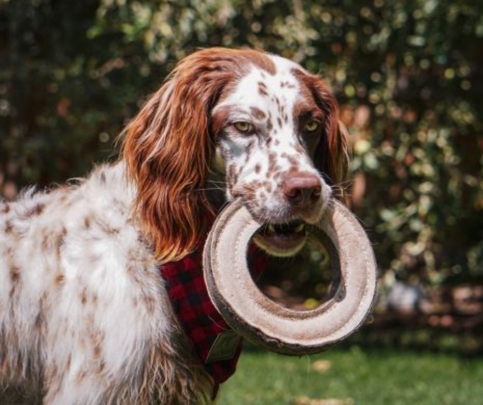 Tall Tails - Natural Leather Ring. Dog Toy.-Southern Agriculture