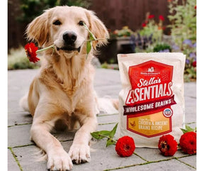 Stella & Chewy's - Stella Essentials Cage-Free Chicken & Ancient Grains Recipe Dry Dog Food-Southern Agriculture