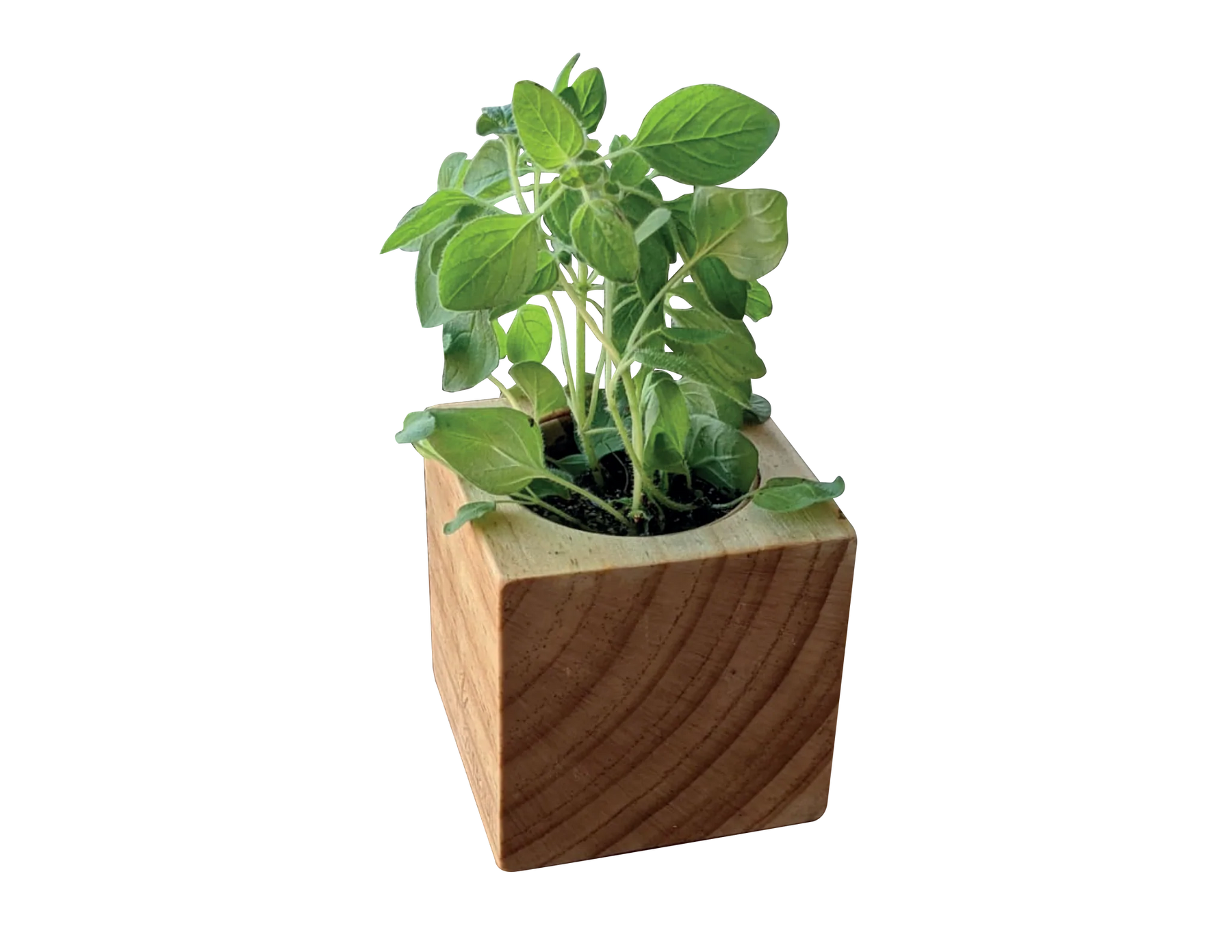 Sprigbox Oregano Grow Kit