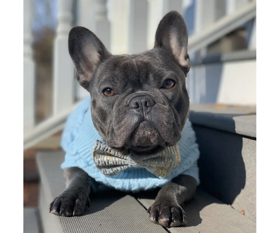 Powder Blue Cable Knit Sweater for Dogs-Southern Agriculture