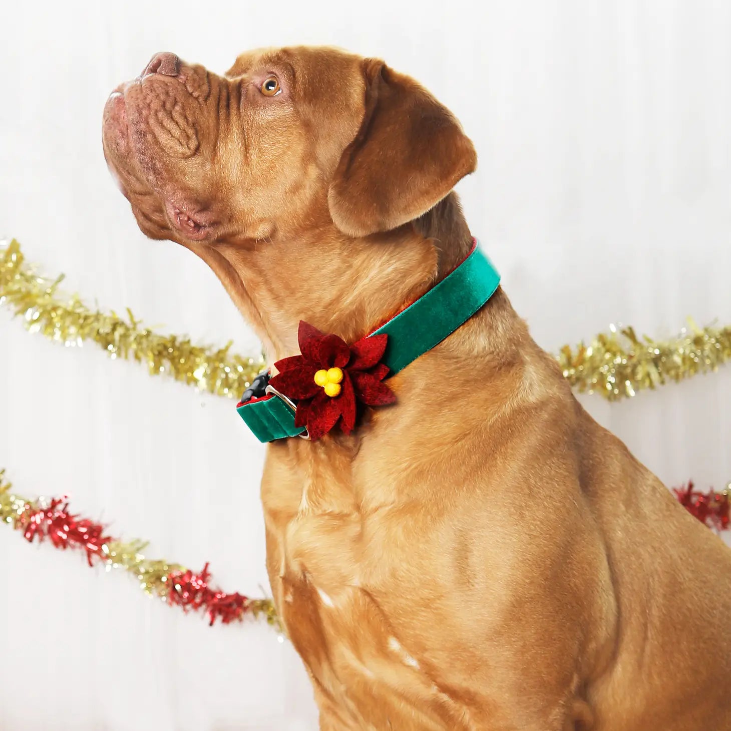 Mimi Green - Poinsettia Holiday Flower