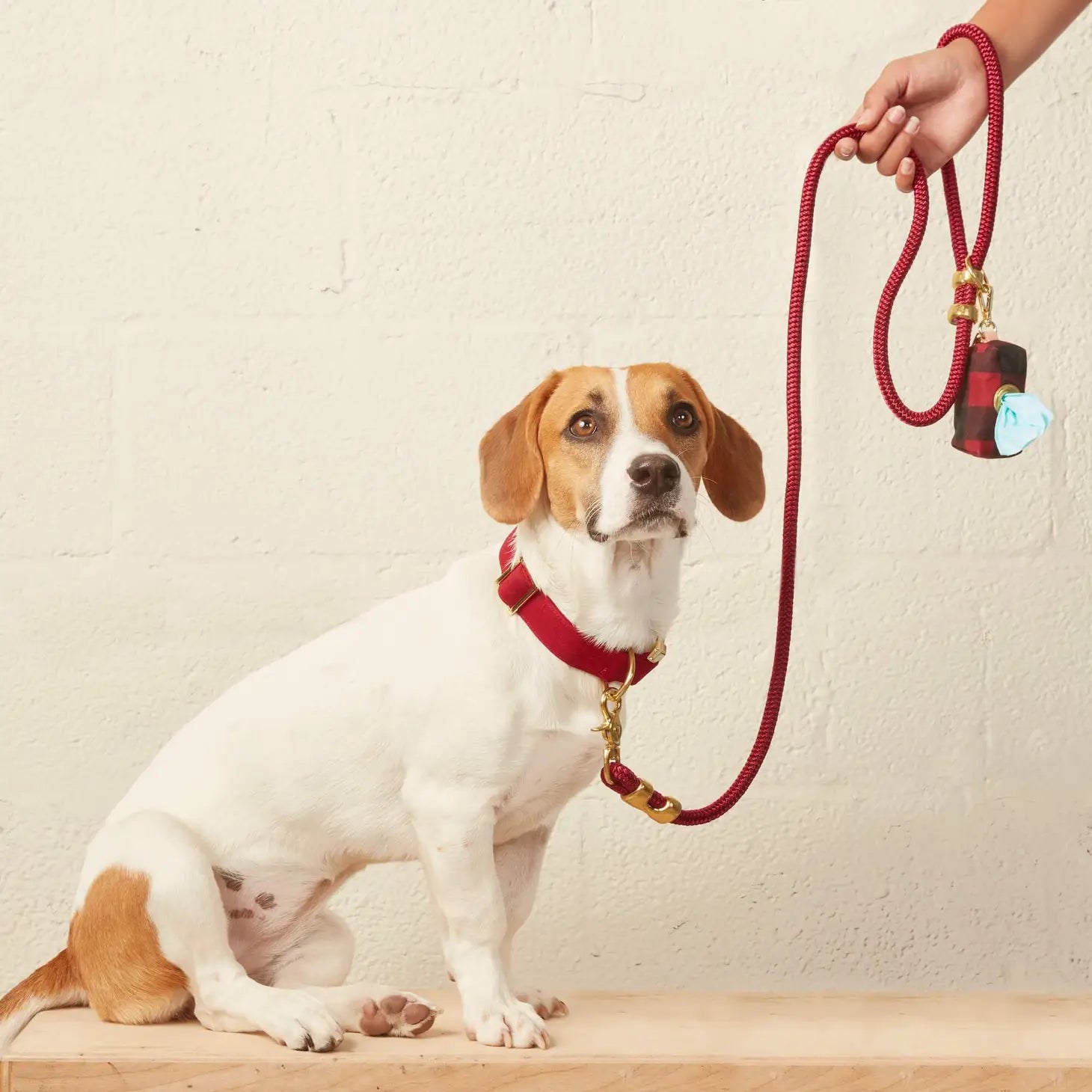 Dog Collar Wine