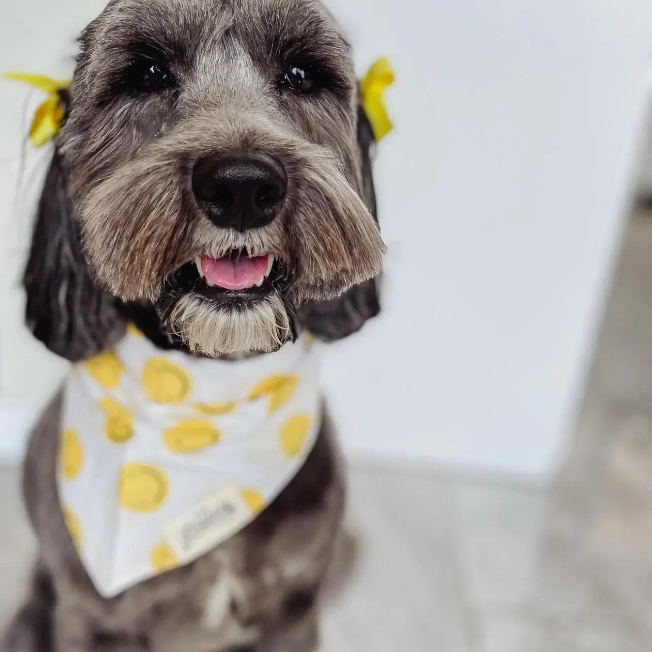 The Paws - Bandana Smilie Face Elsie