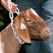 Plastic Goat Large Chain by Weather Leather - Southern Agriculture