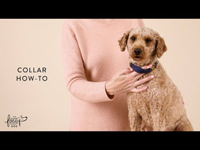 Dog Collar Happy Stripe Simplified