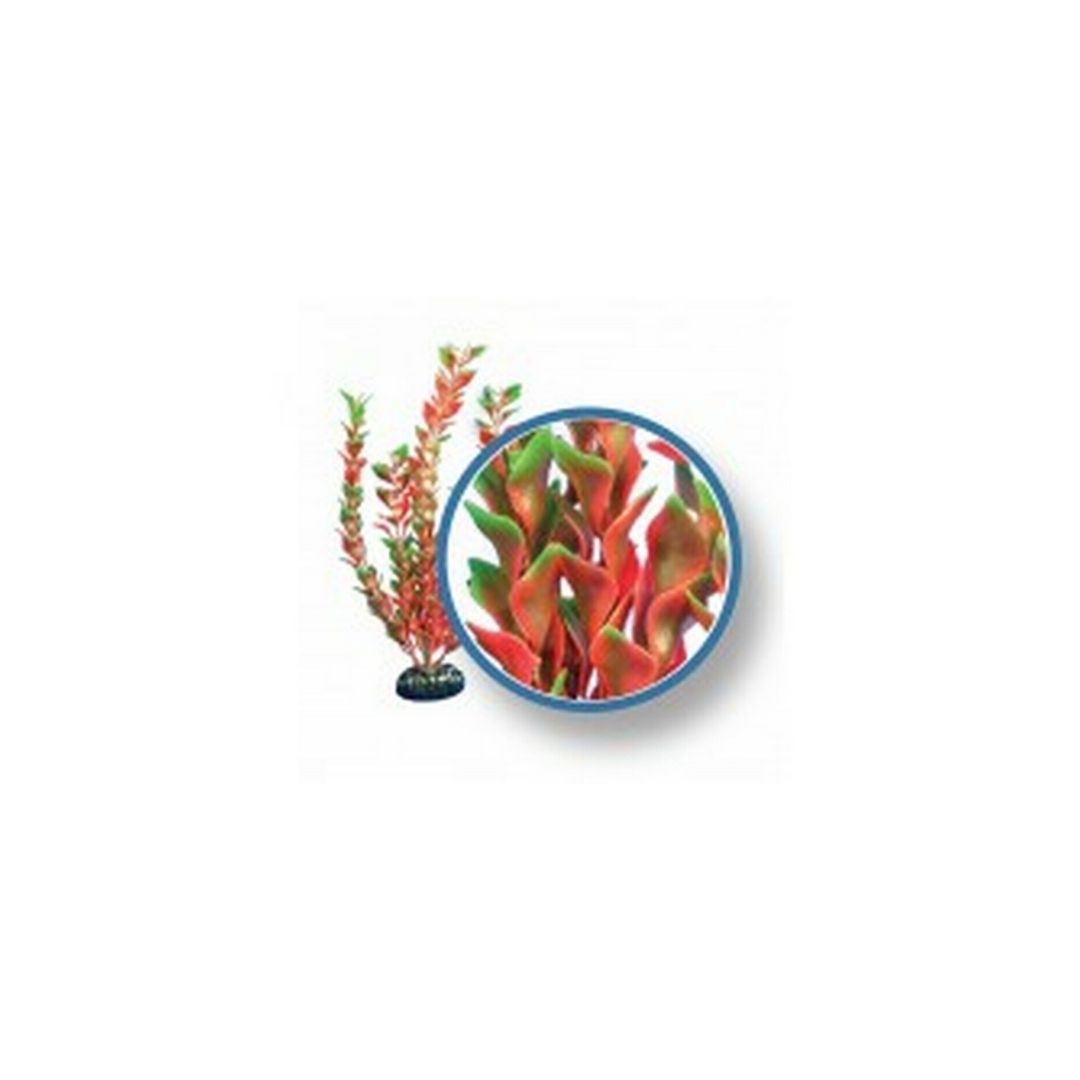 Red Ludwiga Aquarium Plant-Southern Agriculture