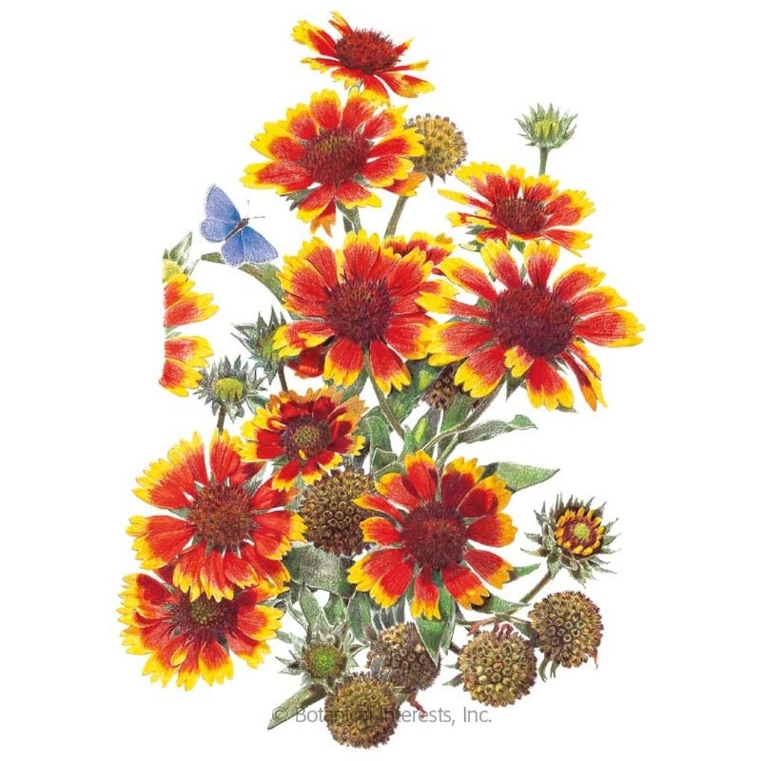 Goblin Gaillardia Seeds