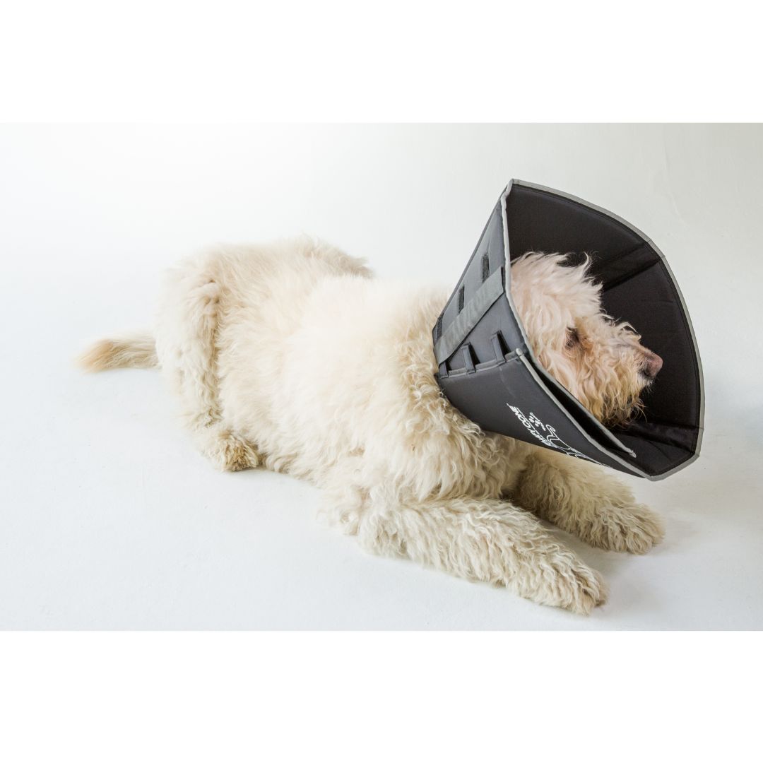 Comfy Cone E-Collar