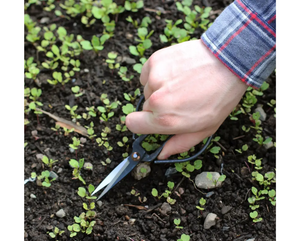 Forged Steel Fine Pruners-Southern Agriculture