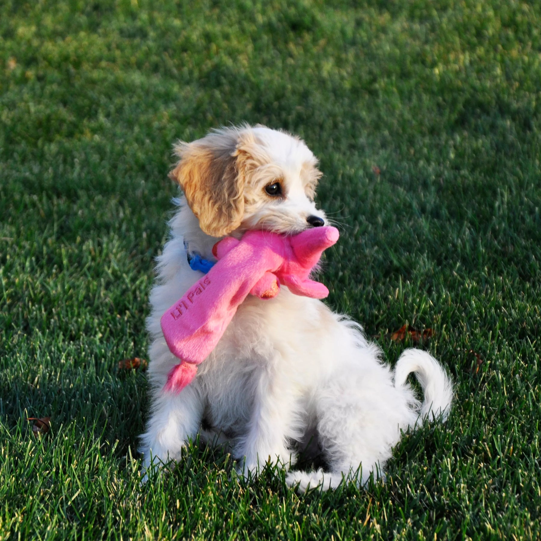 Li'l Pals Plush Crinkle Dog Toy